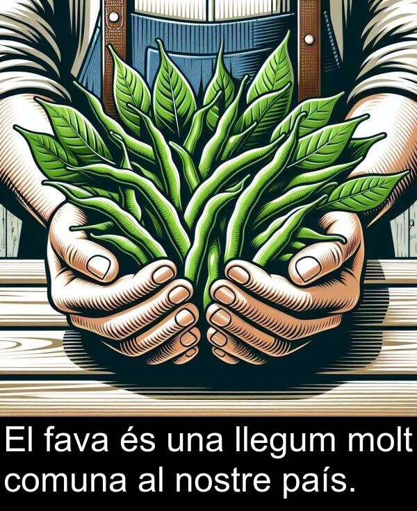 llegum: El fava és una llegum molt comuna al nostre país.