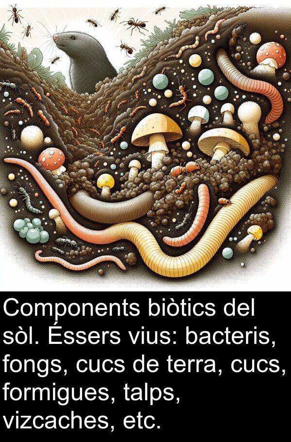 biòtics: Components biòtics del sòl. Éssers vius: bacteris, fongs, cucs de terra, cucs, formigues, talps, vizcaches, etc.