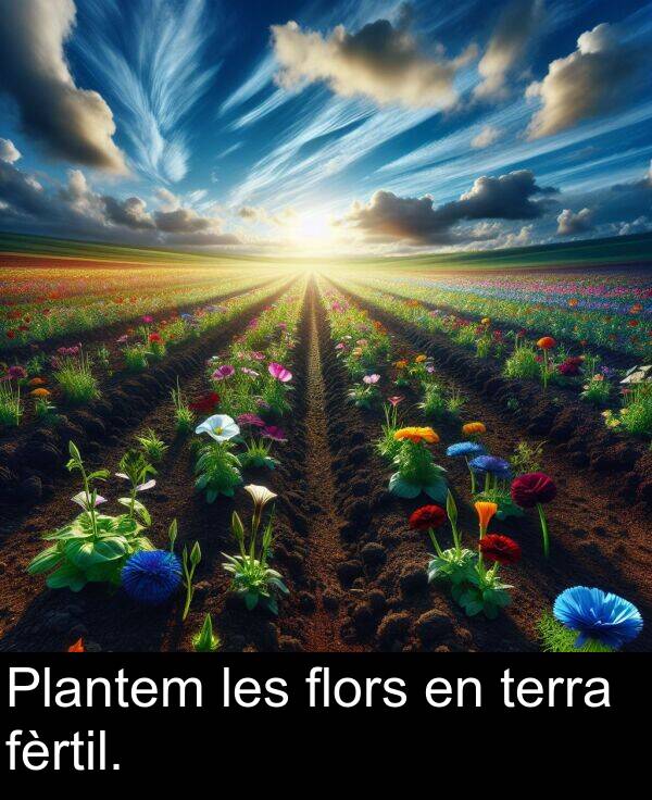 les: Plantem les flors en terra fèrtil.