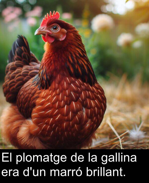 brillant: El plomatge de la gallina era d'un marró brillant.