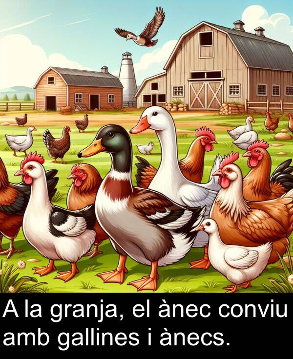 ànec: A la granja, el ànec conviu amb gallines i ànecs.