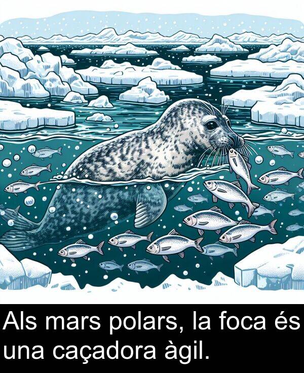 àgil: Als mars polars, la foca és una caçadora àgil.