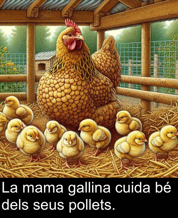 dels: La mama gallina cuida bé dels seus pollets.