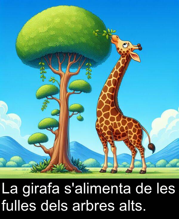 dels: La girafa s'alimenta de les fulles dels arbres alts.