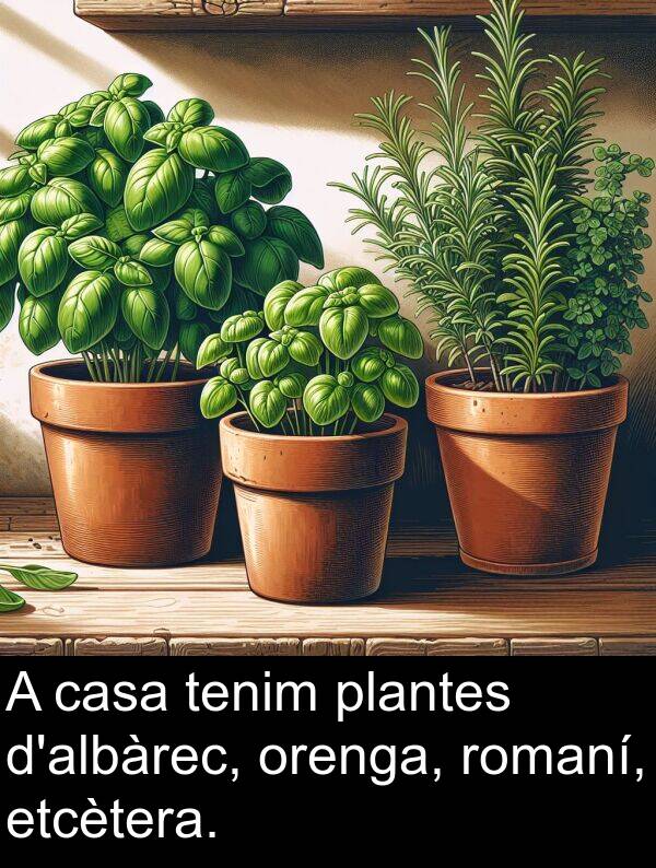 casa: A casa tenim plantes d'albàrec, orenga, romaní, etcètera.