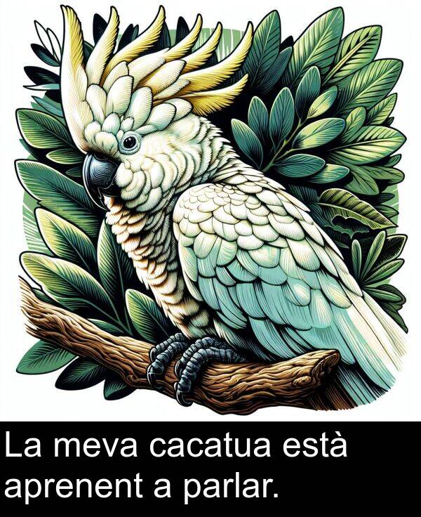 cacatua: La meva cacatua està aprenent a parlar.