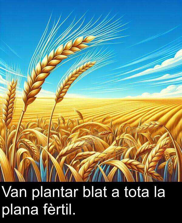 blat: Van plantar blat a tota la plana fèrtil.