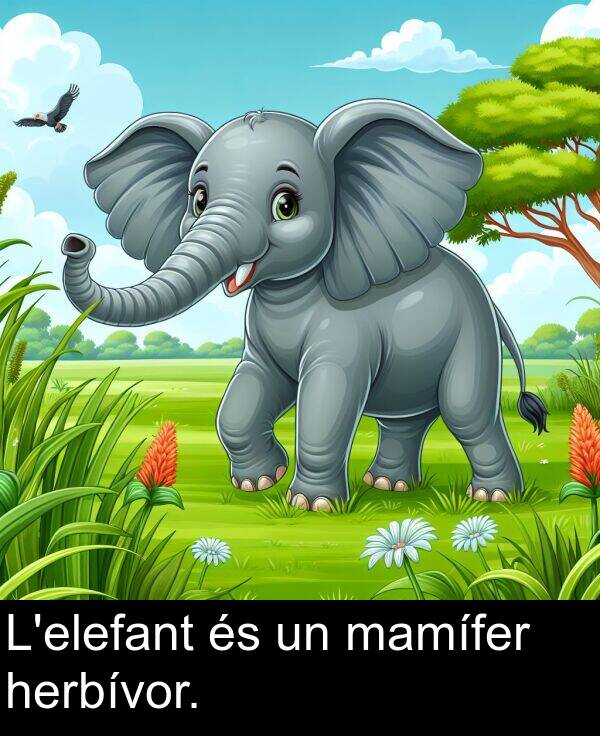 mamífer: L'elefant és un mamífer herbívor.