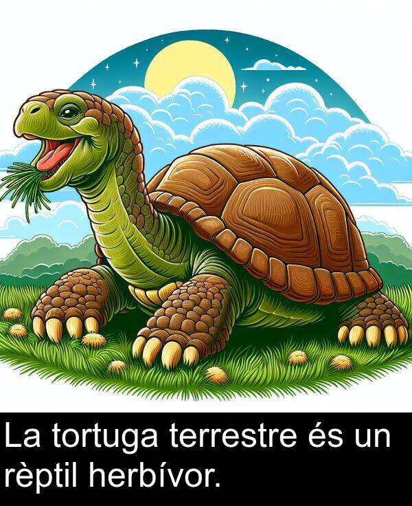 tortuga: La tortuga terrestre és un rèptil herbívor.