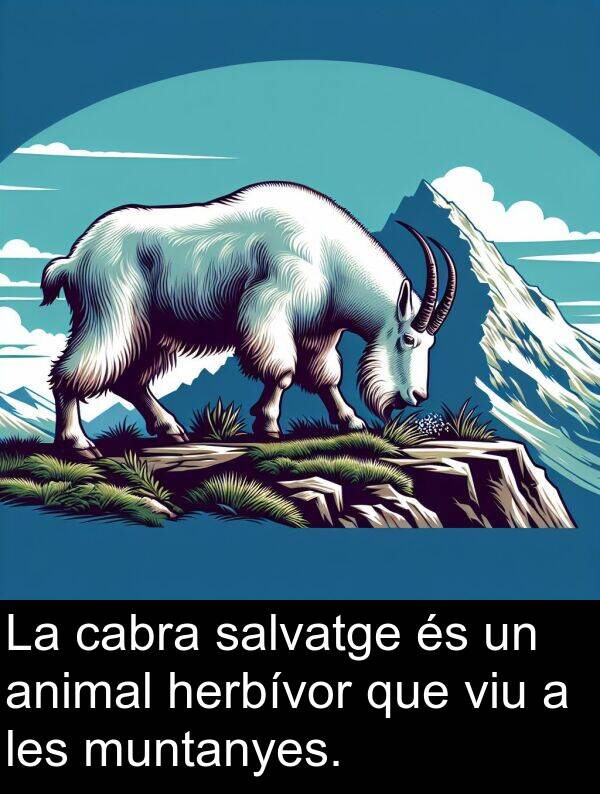 cabra: La cabra salvatge és un animal herbívor que viu a les muntanyes.