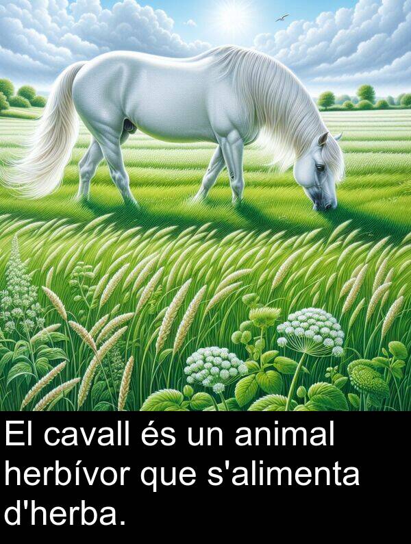 cavall: El cavall és un animal herbívor que s'alimenta d'herba.