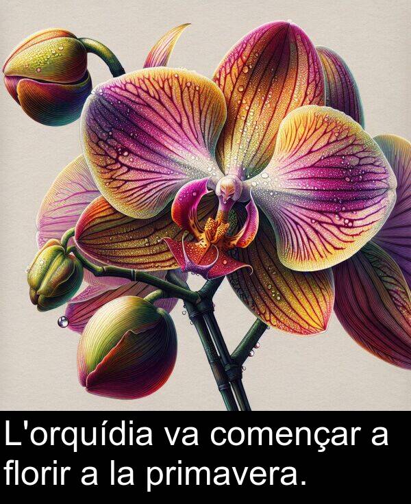 florir: L'orquídia va començar a florir a la primavera.