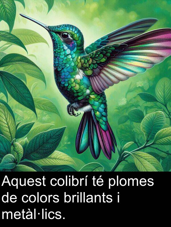 brillants: Aquest colibrí té plomes de colors brillants i metàl·lics.