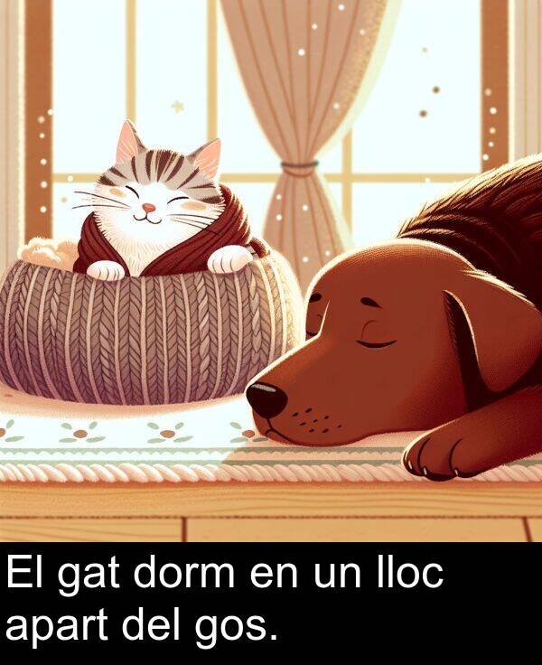 lloc: El gat dorm en un lloc apart del gos.