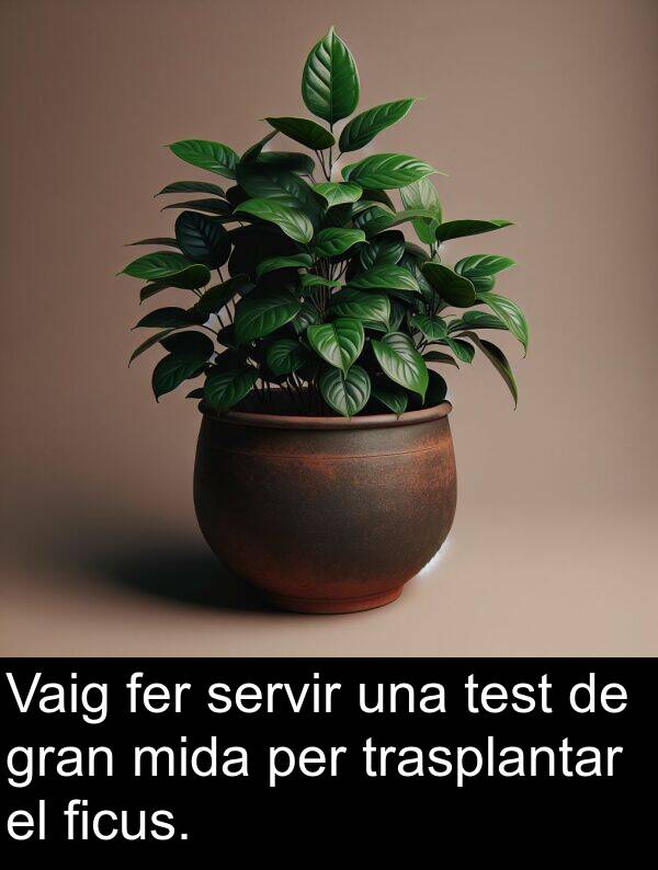 servir: Vaig fer servir una test de gran mida per trasplantar el ficus.