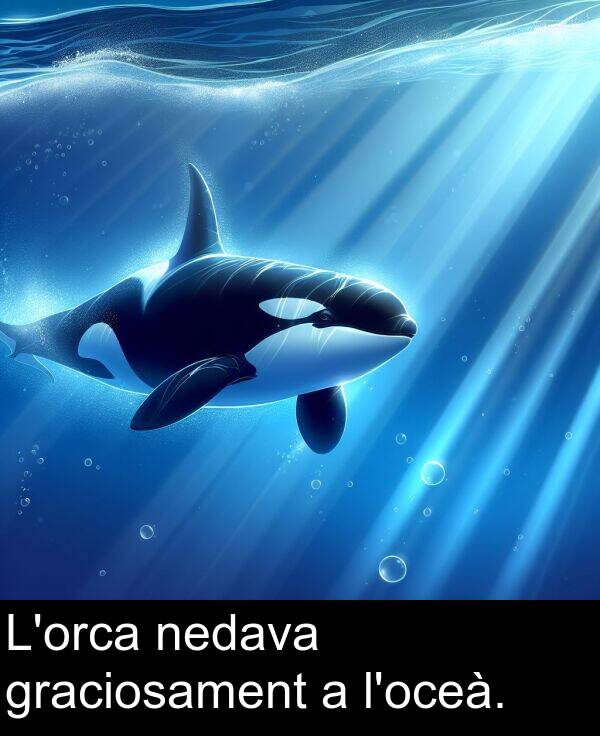 nedava: L'orca nedava graciosament a l'oceà.