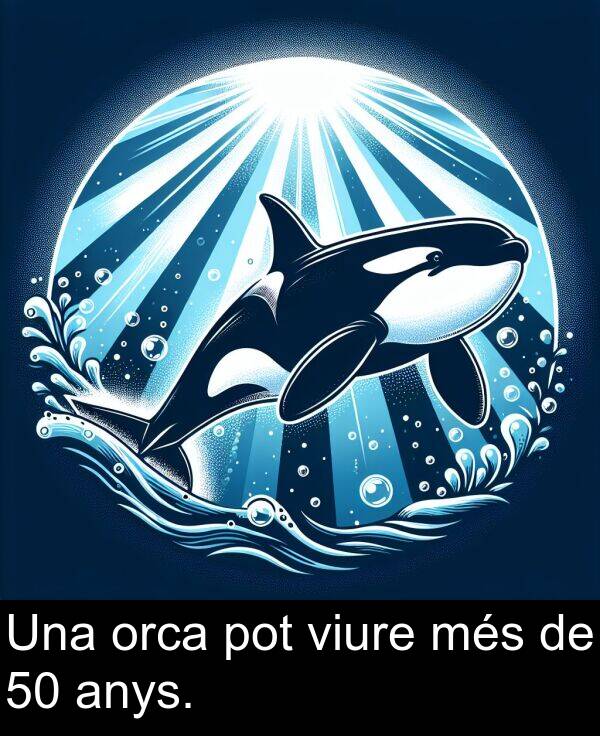 orca: Una orca pot viure més de 50 anys.