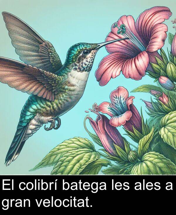 ales: El colibrí batega les ales a gran velocitat.