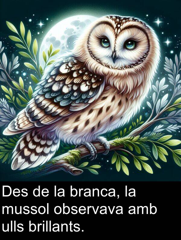 ulls: Des de la branca, la mussol observava amb ulls brillants.