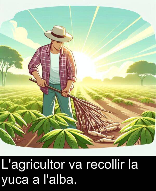 recollir: L'agricultor va recollir la yuca a l'alba.