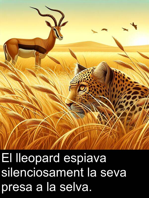 lleopard: El lleopard espiava silenciosament la seva presa a la selva.