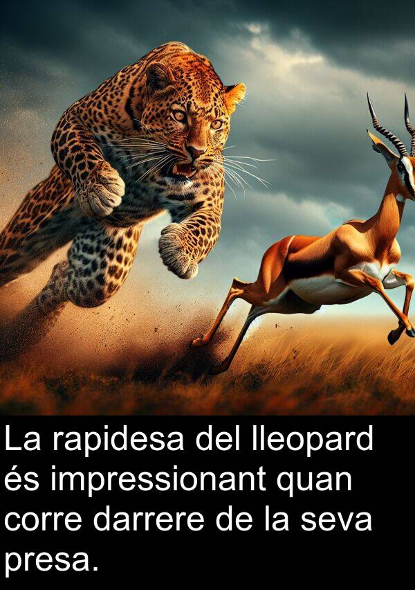 darrere: La rapidesa del lleopard és impressionant quan corre darrere de la seva presa.