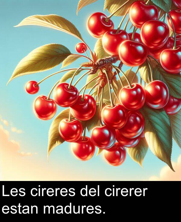 del: Les cireres del cirerer estan madures.