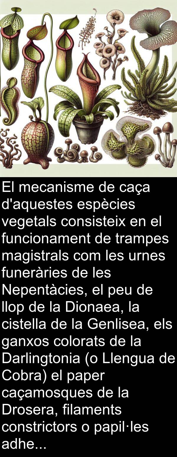 paper: El mecanisme de caça d'aquestes espècies vegetals consisteix en el funcionament de trampes magistrals com les urnes funeràries de les Nepentàcies, el peu de llop de la Dionaea, la cistella de la Genlisea, els ganxos colorats de la Darlingtonia (o Llengua de Cobra) el paper caçamosques de la Drosera, filaments constrictors o papil·les adhesives dels fongs aquàtics del tipus dels Zoòfags.