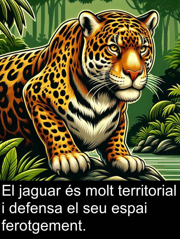 defensa: El jaguar és molt territorial i defensa el seu espai ferotgement.