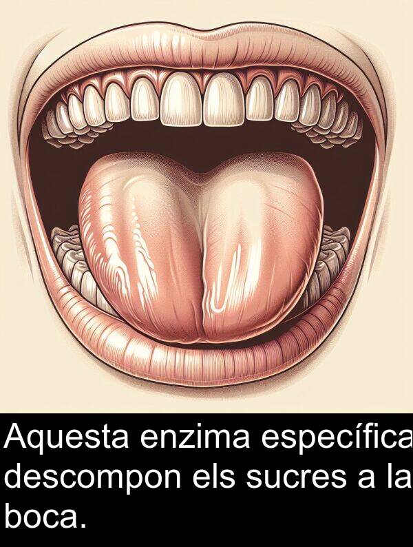 descompon: Aquesta enzima específica descompon els sucres a la boca.