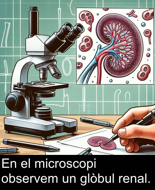 observem: En el microscopi observem un glòbul renal.