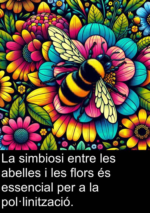 abelles: La simbiosi entre les abelles i les flors és essencial per a la pol·linització.