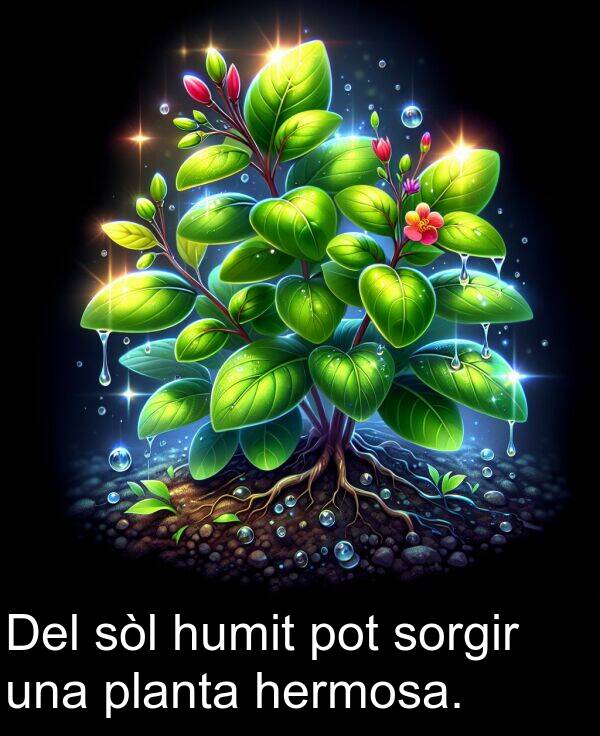 una: Del sòl humit pot sorgir una planta hermosa.