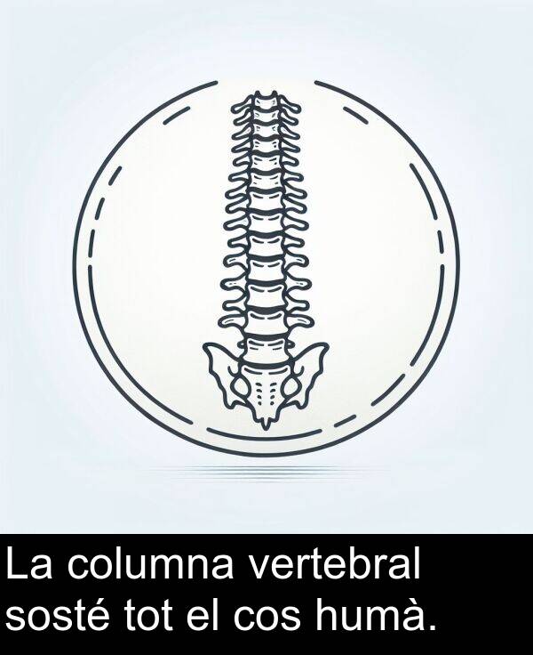 vertebral: La columna vertebral sosté tot el cos humà.