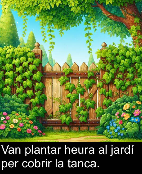 jardí: Van plantar heura al jardí per cobrir la tanca.