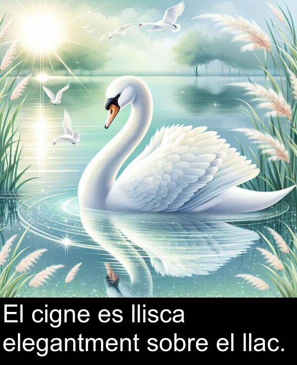 llac: El cigne es llisca elegantment sobre el llac.