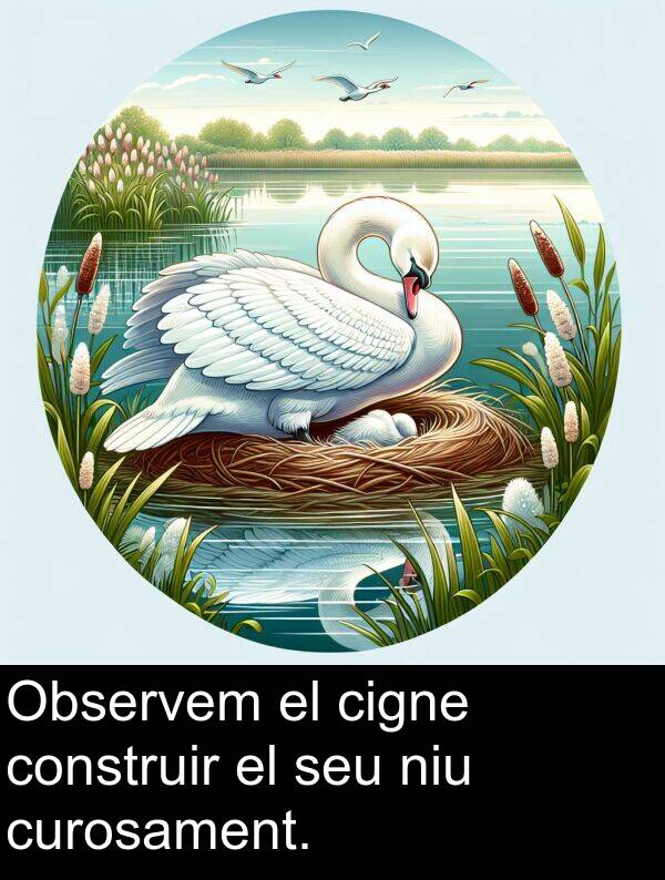 niu: Observem el cigne construir el seu niu curosament.