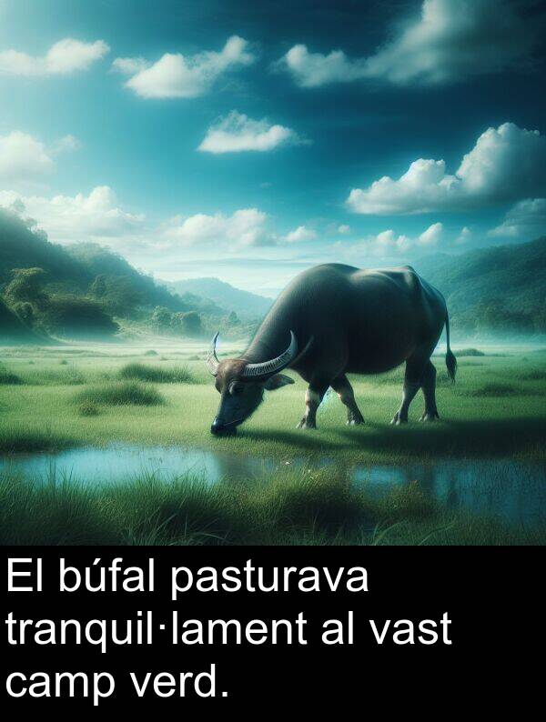 pasturava: El búfal pasturava tranquil·lament al vast camp verd.