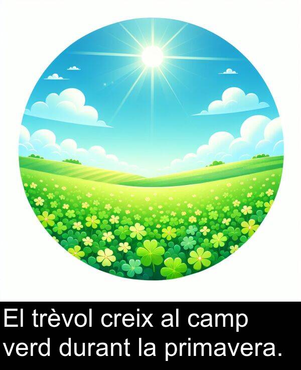 camp: El trèvol creix al camp verd durant la primavera.