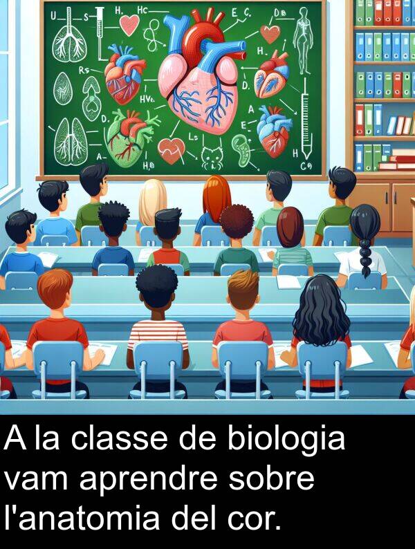 biologia: A la classe de biologia vam aprendre sobre l'anatomia del cor.