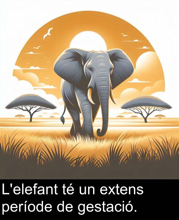 període: L'elefant té un extens període de gestació.