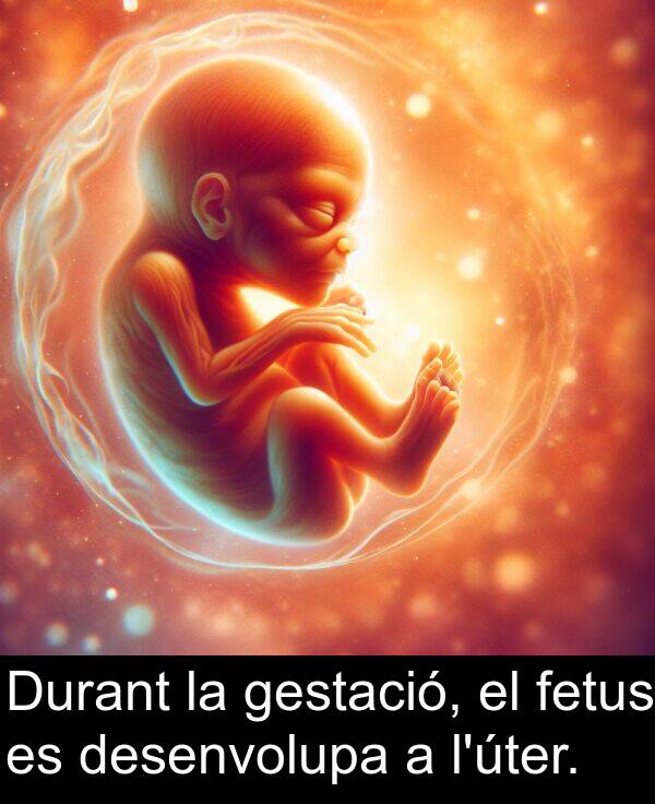 desenvolupa: Durant la gestació, el fetus es desenvolupa a l'úter.