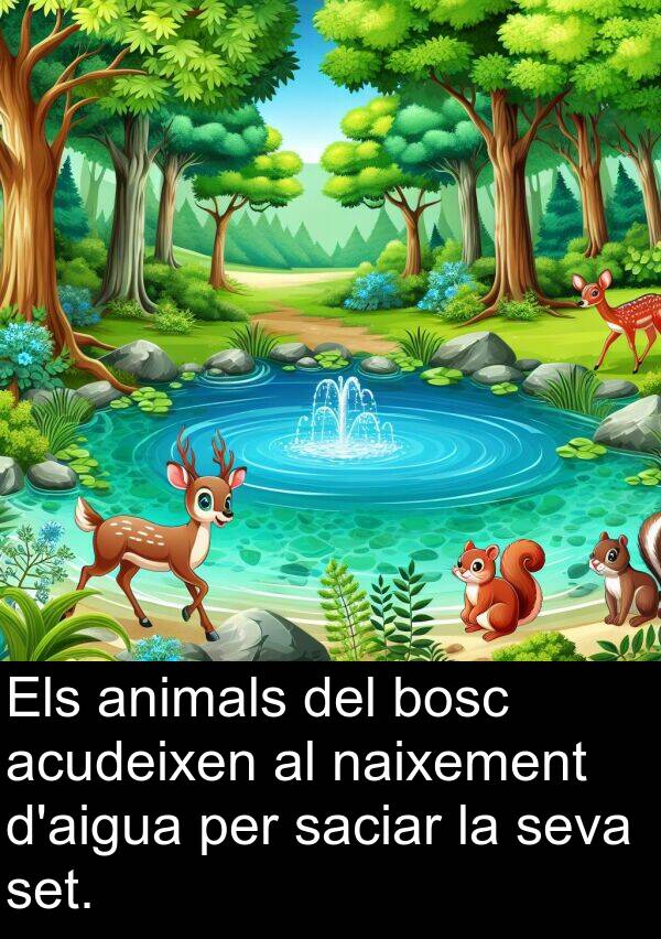 bosc: Els animals del bosc acudeixen al naixement d'aigua per saciar la seva set.