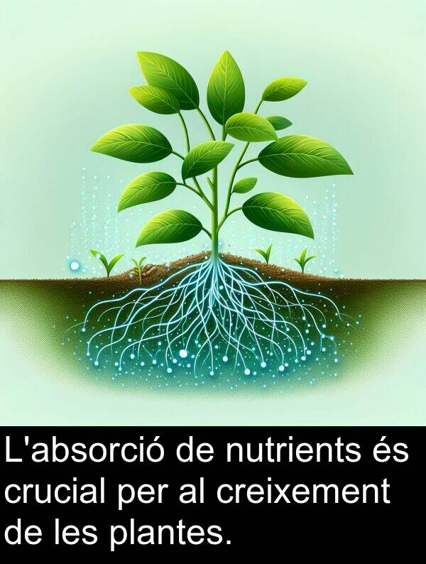 nutrients: L'absorció de nutrients és crucial per al creixement de les plantes.