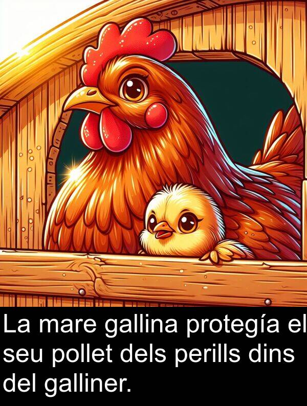 perills: La mare gallina protegía el seu pollet dels perills dins del galliner.