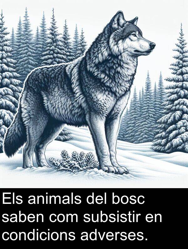 bosc: Els animals del bosc saben com subsistir en condicions adverses.