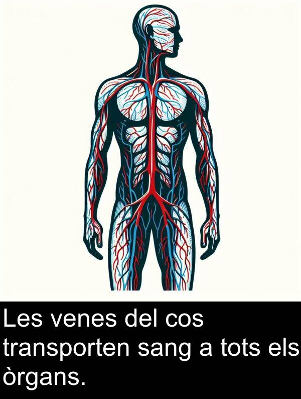 òrgans: Les venes del cos transporten sang a tots els òrgans.