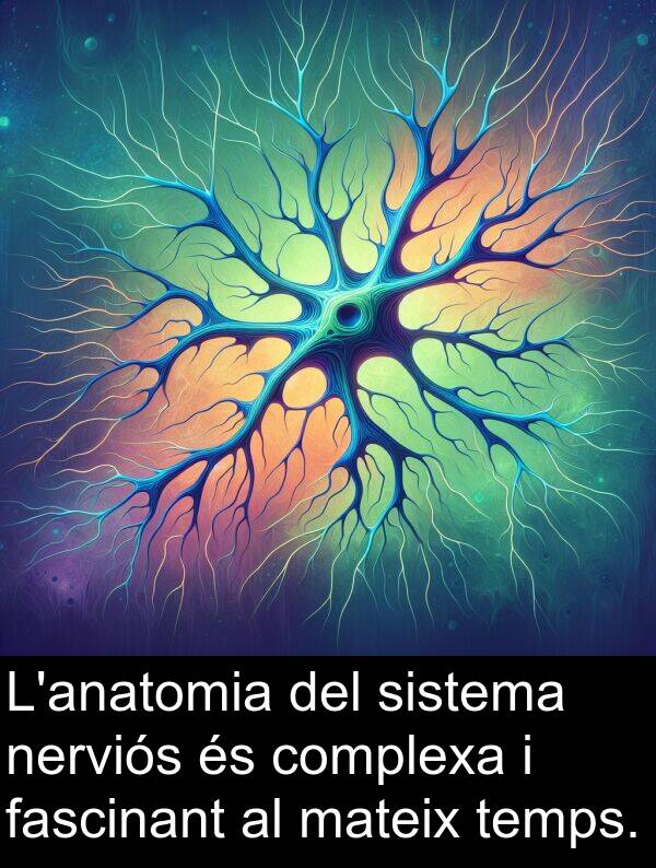 sistema: L'anatomia del sistema nerviós és complexa i fascinant al mateix temps.