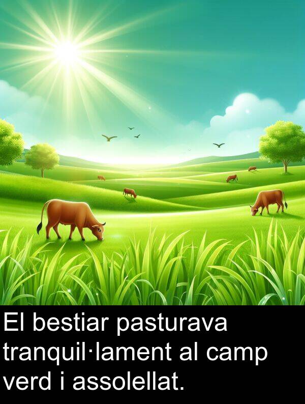 bestiar: El bestiar pasturava tranquil·lament al camp verd i assolellat.