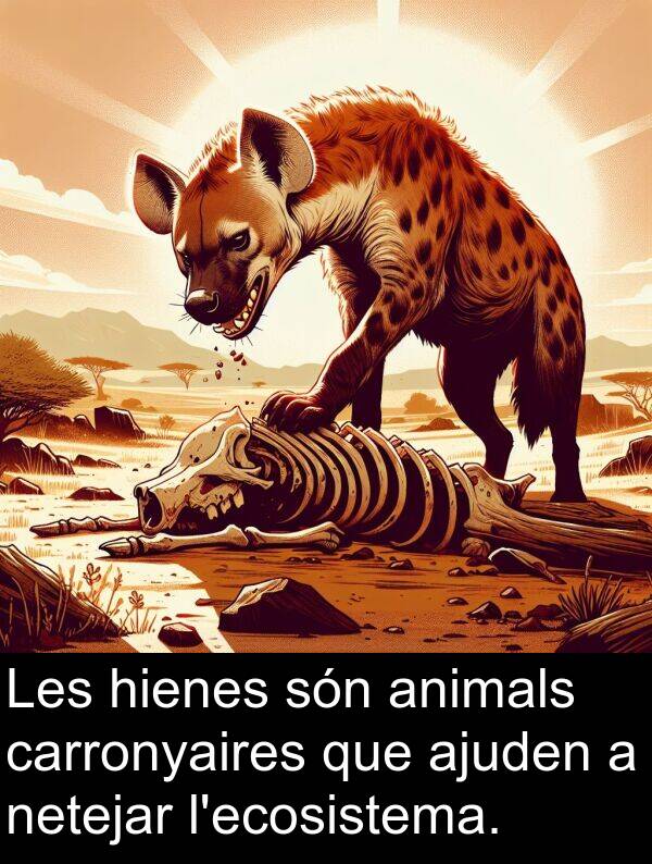 ajuden: Les hienes són animals carronyaires que ajuden a netejar l'ecosistema.